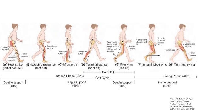 The Science of Human Motion: A Guide to Gait Analysis
